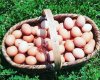 Çaçanoğlu DOĞAL KÖY Yumurtasi