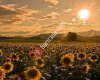 CAN BAHARAT-TARİM-Taze Kahve