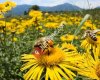 Çanakkale İli Arı Yetiştiricileri Birliği