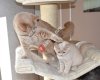 Cattery Kedi Evi scottish & british Shorthair