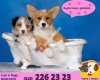 Catz & Dogz Bahçeköy Kuaförlük