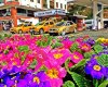 Çayeli Çiçek Taxi