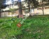 Çaykur aşıklar çay fabrikası