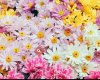 Çiçek Osmancık
