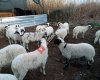 Çinar Süt Ve Besi Çiftli'ği