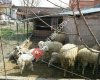 Çivril Organik Market
