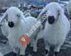 Çobanlar