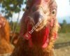 Çobanlar Organik Yumurta A.Ş