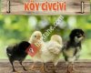 Çorum iskilip süs tavugu