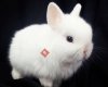 Cüce Tavşan - Netherland Dwarf