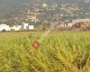 Denizciler Belediyesi