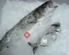 Derya Balıkçılık | Cebeci Buz