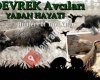 Devrek Avcıları