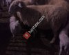 Dinar ve çevresi büyükbaş küçükbaş hayvan alım satımı