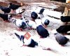 Diyarbakır Güvercinleri