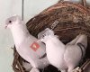 Diyarbakır Güvercinleri Tanıtım Sayfası