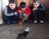 Diyarbakır Yerli Güvercin Irkları Yetiştirme Koruma Ve Yardımlaşma Derneği