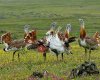 Doğa-Yaban Hayatı-Av Hayvanları Koruma ve Kaçak Avcılıkla Mücadele Grubu