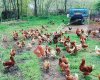 Doğal Organik Köy Yumurtası-Üniyum