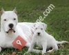 Dogo Arjantin izmir