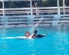 Dolphin Fish Restaurant