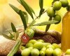 Edremit %100 Dogal Zeytin Yağı