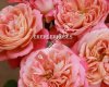 Ekerler Roses