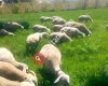 Eksen Hazır Beton