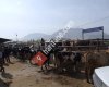 Elbistan hayvan pazarı