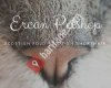 Ercan Petshop / Scottish Fold - British Shorthair Satılık Cins Kedi