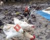 Ergani köy Tavuğu Ve Civciv Yetistiriliciği