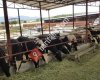 Ersin Tarım ürünleri SIĞIR İNEK DANA ÇİFTLİĞİ