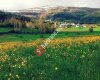 Erzincan Doğal Bal ve Polen Satışı