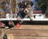 Evcil Köpek Barınağı