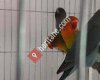 EVCİL Petshop  BUCAK