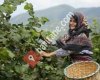 Giresun Fındık Tarım Satış Kooperatifi