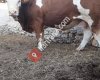 Gırgıl canlı hayvan alım satım
