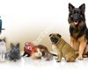 Girgin Petshop