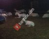 Göncü Çiftliği