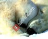 Greenpeace Güneydoğu-Türkiye