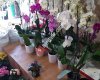 Gülmira Çiçekçilik
