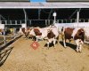 GÜLŞEN ÇİFTLİK KURBAN KESİM MERKEZİ