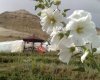 Gürün Çardak TARIM