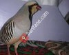Hacı Hıdırın keklikleri.