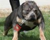 Hatay sokak ve cins köpek hizmetleri
