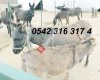 Hayat Eşek Sütü Çiftliği - Isparta