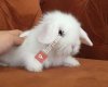 Hollanda Lop Tavşanı - Kocaeli