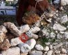 Horse Village Alanya