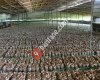 Huzur Mantar - Mantar Üretimi Yetiştiriciliği, İstiridye Mantarı, Mantar Tohumu ve Kompostu