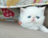 İran Kedi Yavruları